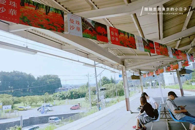 東京近郊彼岸花景點:埼玉高麗站