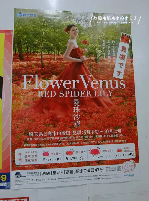 東京近郊彼岸花景點:埼玉巾着田-車站宣傳海報