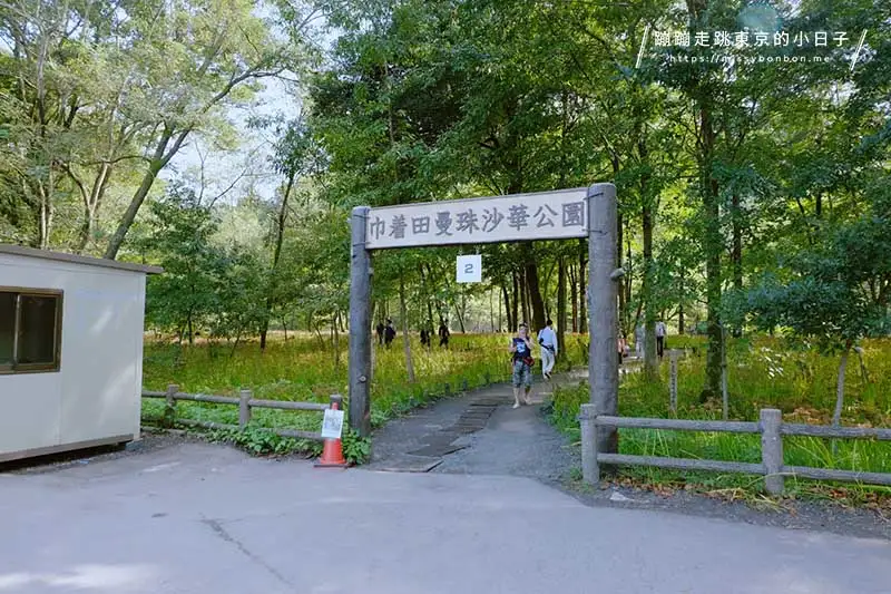 東京近郊彼岸花景點:埼玉巾着田