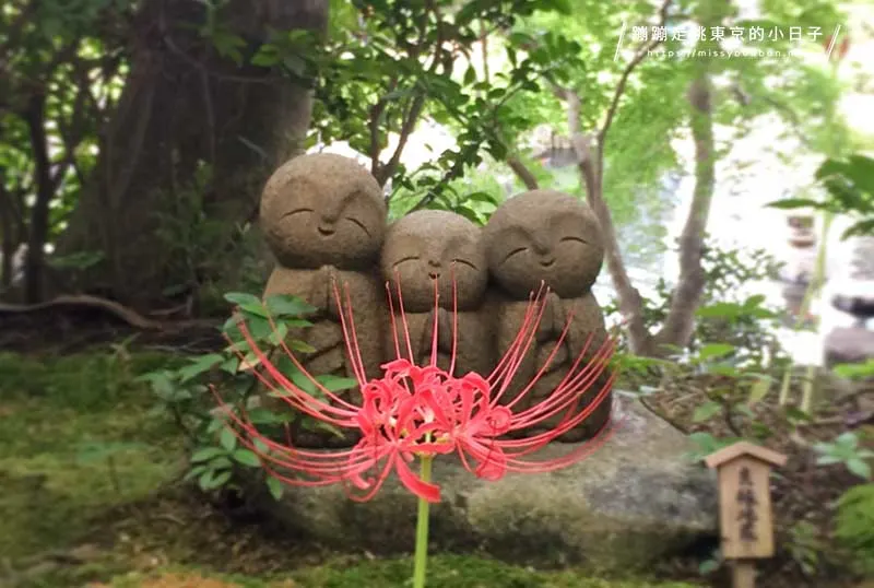 東京近郊彼岸花景點:埼玉巾着田