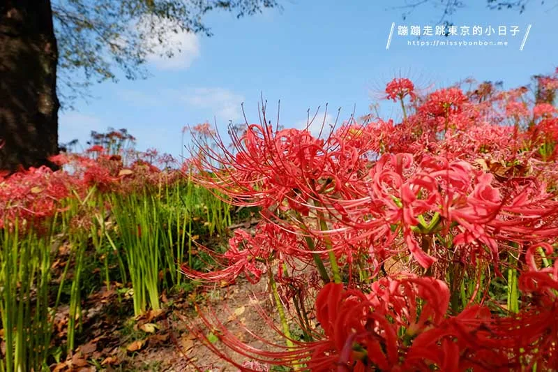 東京近郊彼岸花景點:埼玉巾着田