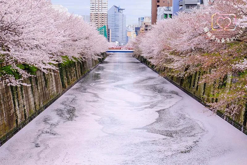 2024東京賞櫻景點 - 目黑區必訪的花見勝地，目黑川櫻花美景盡收眼底