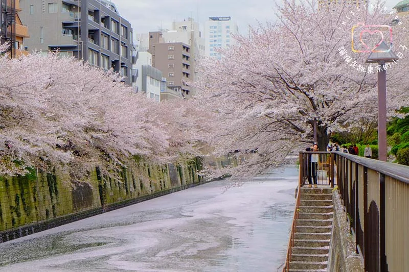 2024東京賞櫻景點 - 目黑區必訪的花見勝地，目黑川櫻花美景盡收眼底