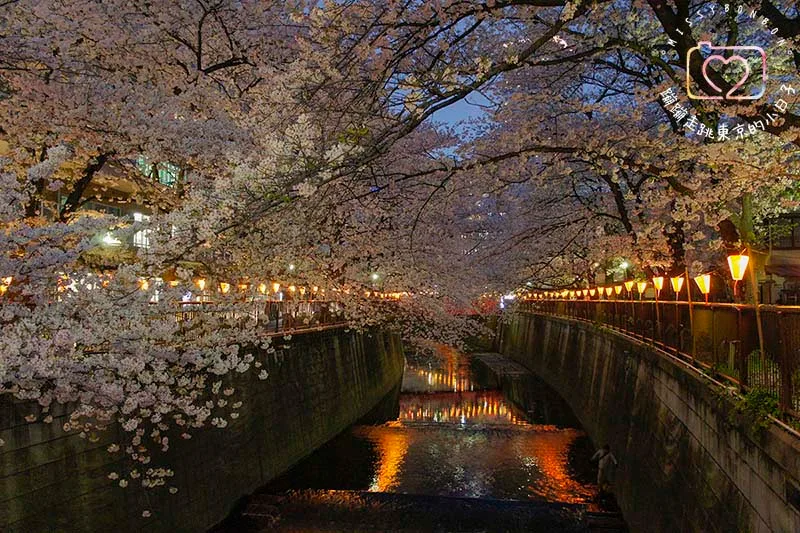 2024東京賞櫻景點 - 目黑區必訪的花見勝地，目黑川櫻花美景盡收眼底