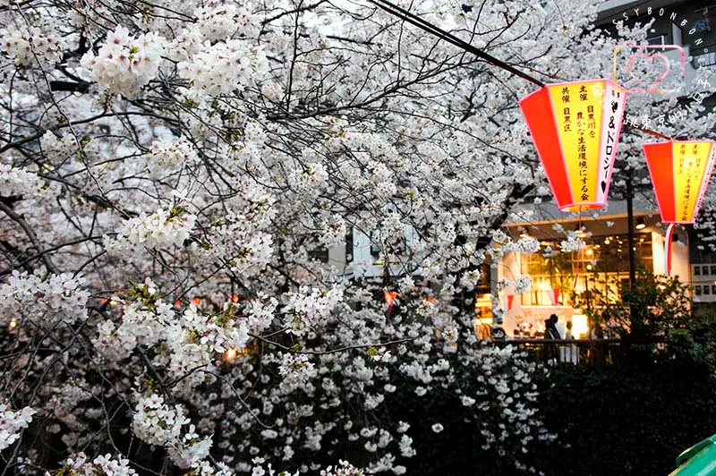 2024東京賞櫻景點 - 目黑區必訪的花見勝地，目黑川櫻花美景盡收眼底