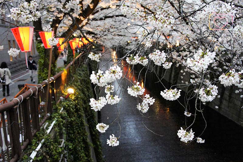 2024東京賞櫻景點 - 目黑區必訪的花見勝地,目黑川櫻花美景盡收眼底
