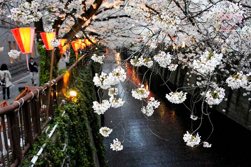 2024東京賞櫻景點 - 目黑區必訪的花見勝地，目黑川櫻花美景盡收眼底