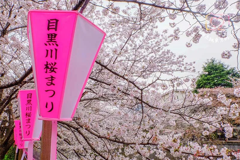 2024東京賞櫻景點 - 目黑區必訪的花見勝地，目黑川櫻花美景盡收眼底
