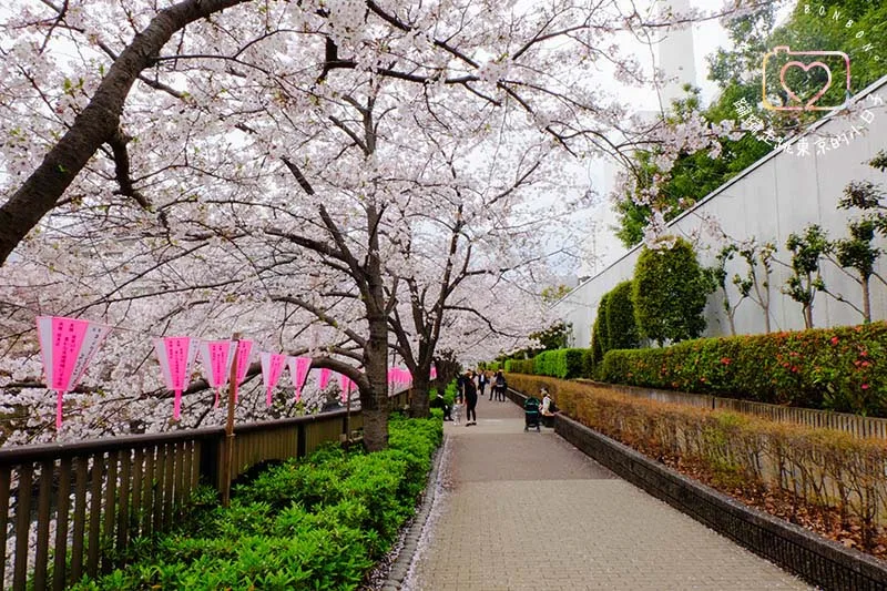 2024東京賞櫻景點 - 目黑區必訪的花見勝地，目黑川櫻花美景盡收眼底