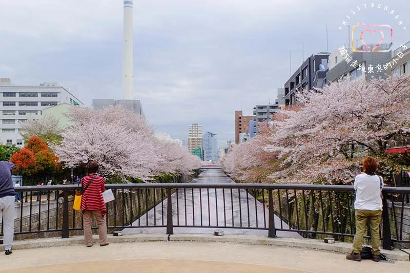 2024東京賞櫻景點 - 目黑區必訪的花見勝地，目黑川櫻花美景盡收眼底