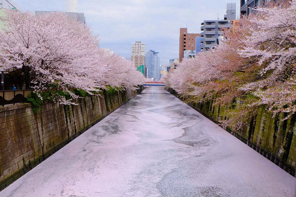 東京賞櫻景點 - 目黑區必訪的花見勝地，目黑川櫻花美景盡收眼底