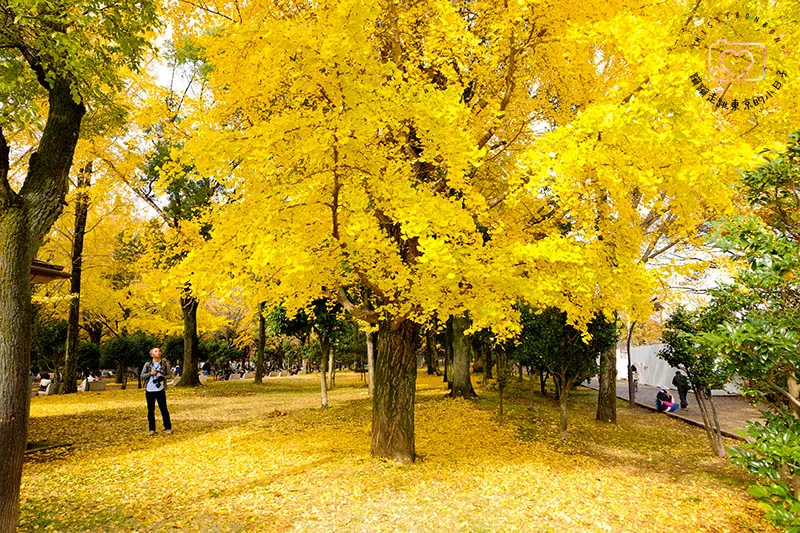 銀杏．光之丘公園之秋