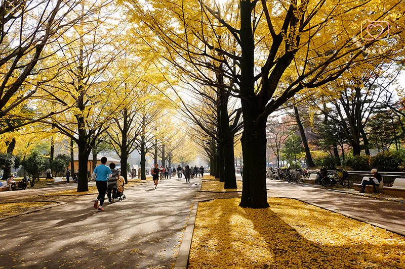 銀杏．光之丘公園之秋