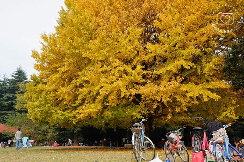 銀杏．光之丘公園之秋
