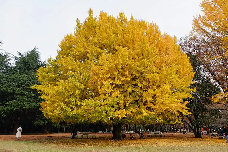 銀杏．光之丘公園之秋