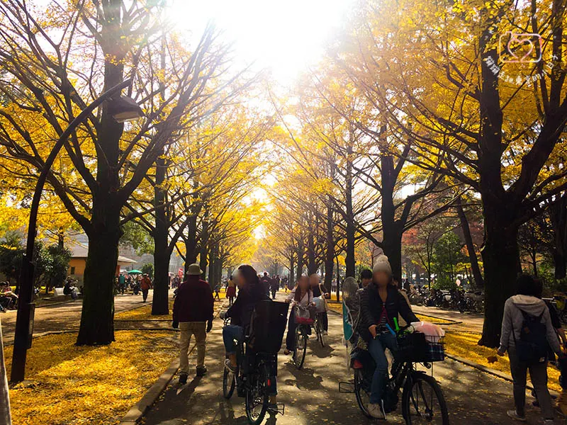 銀杏．光之丘公園之秋