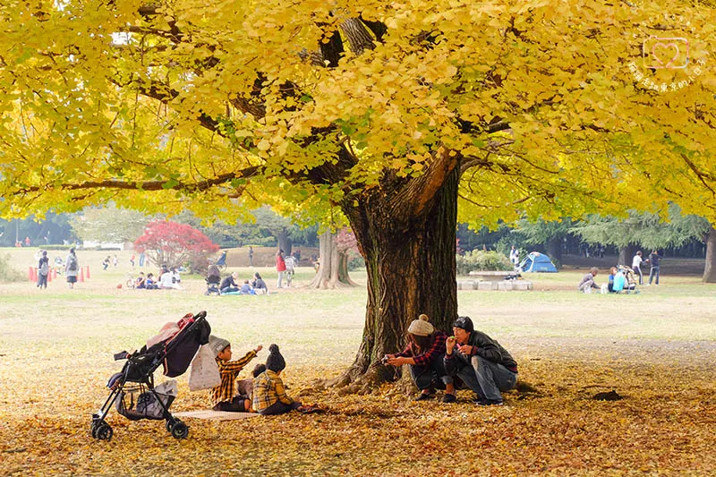 銀杏．光之丘公園之秋