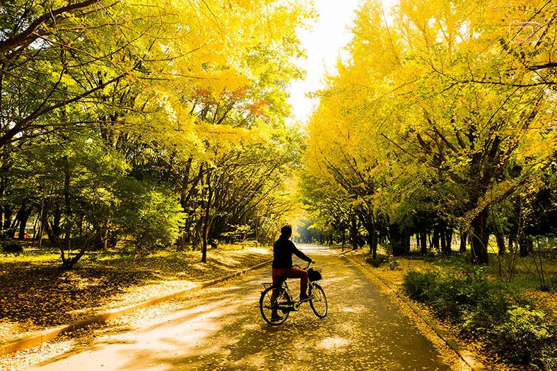 銀杏．光之丘公園之秋