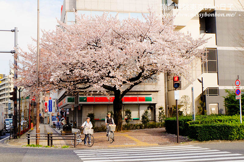 2025東京賞櫻景點 - 光之丘公園的春日賞櫻，一期一會的櫻花之約