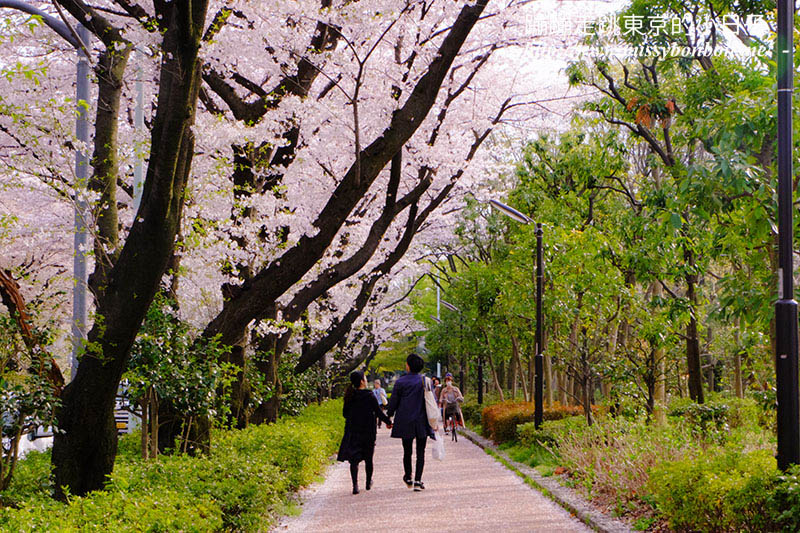 2025東京賞櫻景點 - 光之丘公園的春日賞櫻，一期一會的櫻花之約