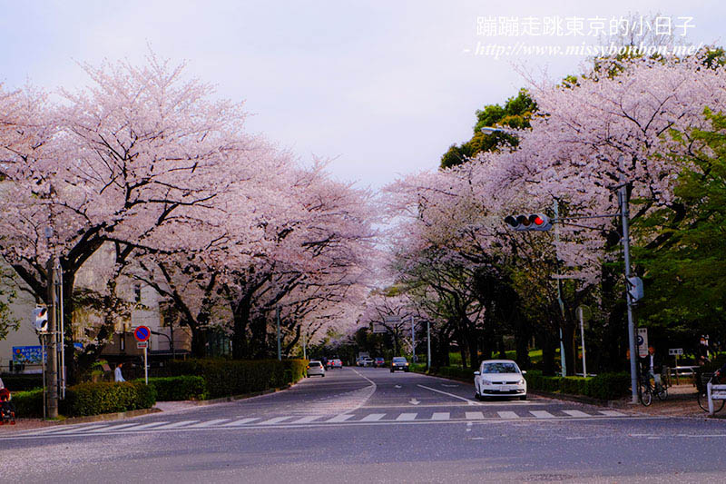 2025東京賞櫻景點 - 光之丘公園的春日賞櫻，一期一會的櫻花之約
