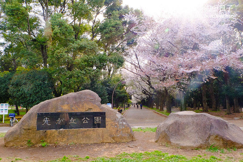 2025東京賞櫻景點 - 光之丘公園的春日賞櫻，一期一會的櫻花之約