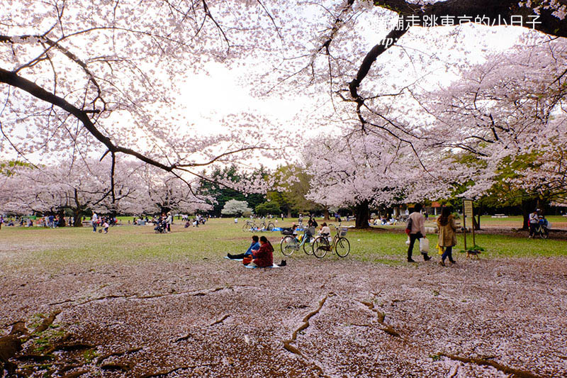 2025東京賞櫻景點 - 光之丘公園的春日賞櫻，一期一會的櫻花之約