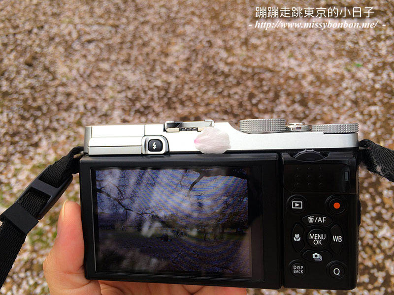 2025東京賞櫻景點 - 光之丘公園的春日賞櫻，一期一會的櫻花之約