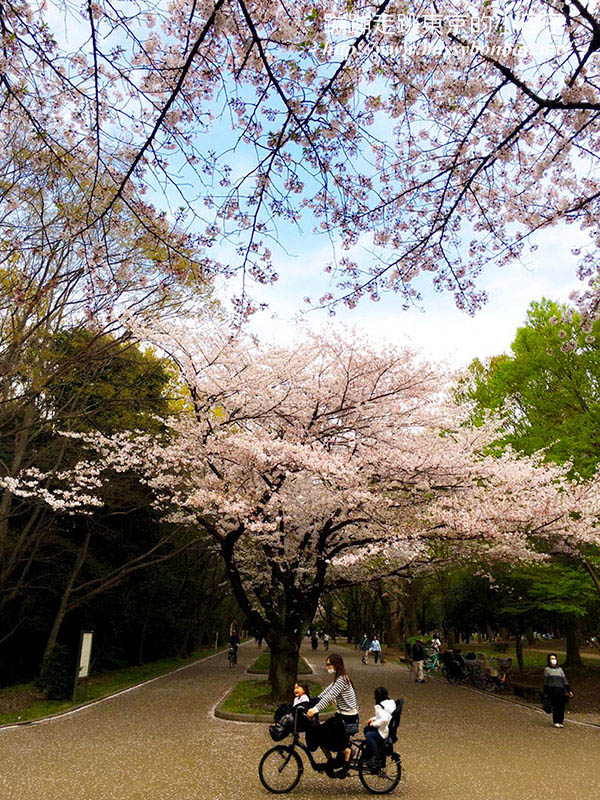 2025東京賞櫻景點 - 光之丘公園的春日賞櫻，一期一會的櫻花之約