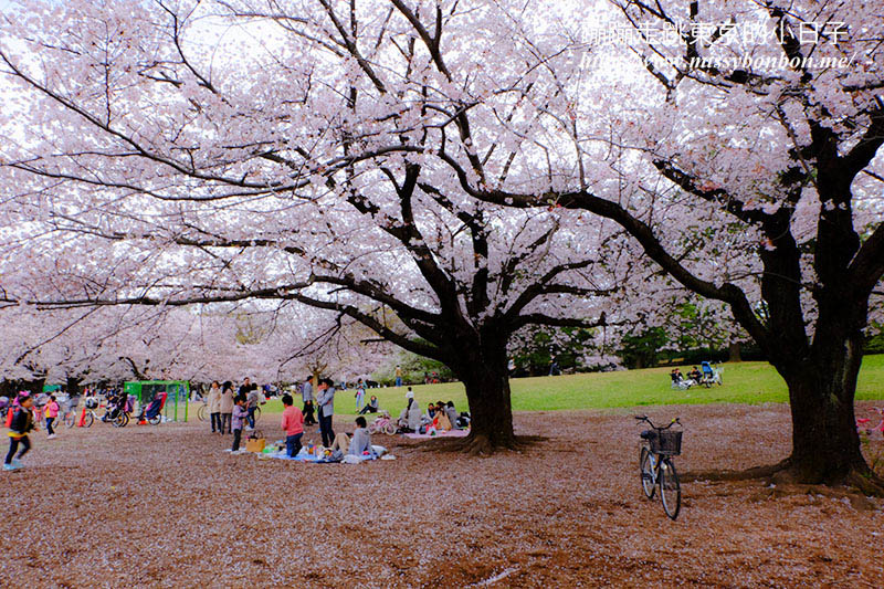 2025東京賞櫻景點 - 光之丘公園的春日賞櫻，一期一會的櫻花之約