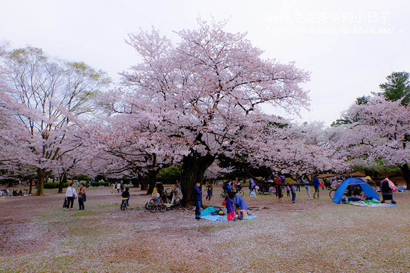 2025東京賞櫻景點 - 光之丘公園的春日賞櫻，一期一會的櫻花之約