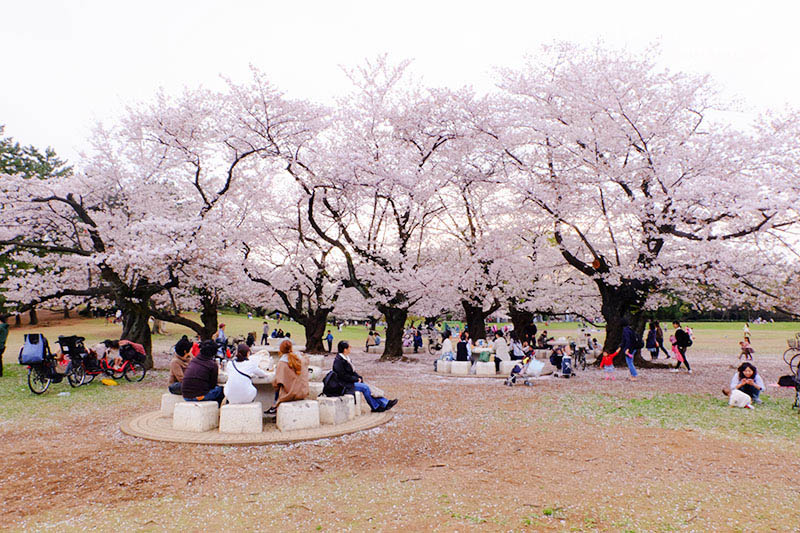 2025東京賞櫻景點 - 光之丘公園的春日賞櫻，一期一會的櫻花之約