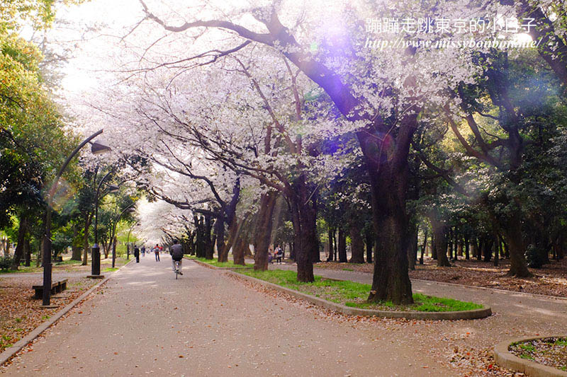 2025東京賞櫻景點 - 光之丘公園的春日賞櫻，一期一會的櫻花之約