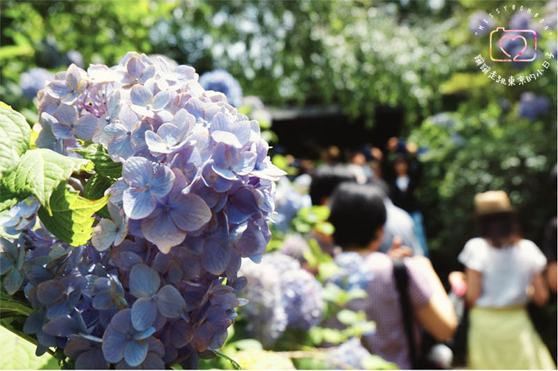 東京・生活隨筆 - 生活在東京。一年的心情寫真
