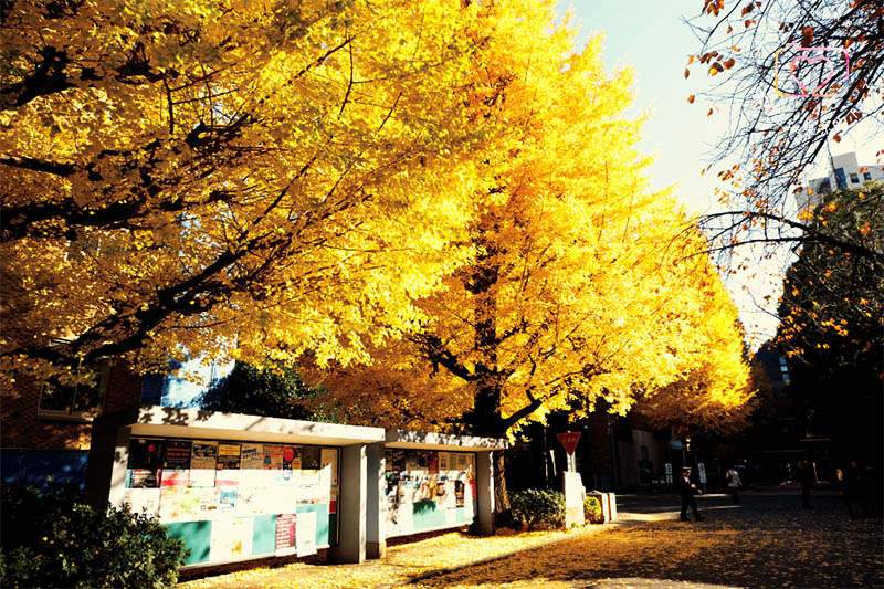 東京・生活隨筆 - 生活在東京。一年的心情寫真