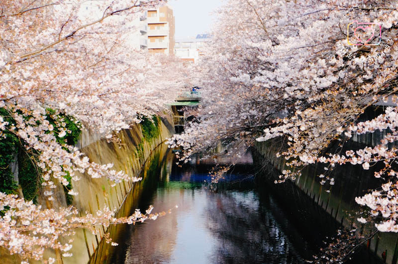 東京・生活隨筆 - 生活在東京。一年的心情寫真