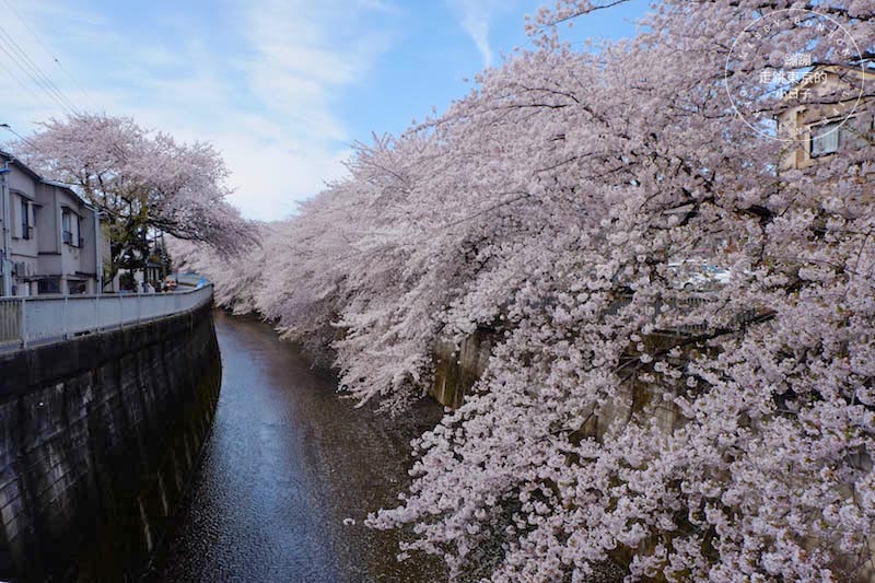 東京賞櫻景點 - 石神井川沿岸綿延櫻花並木,漫步於櫻花隧道中