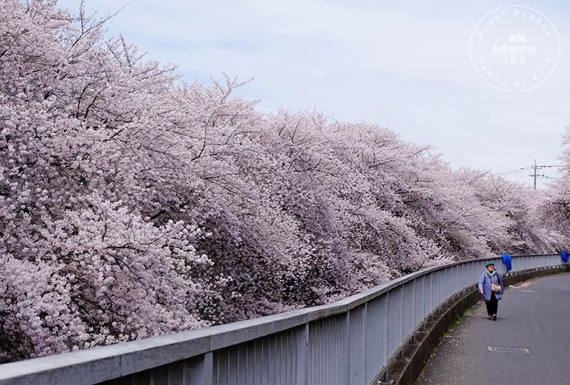 東京賞櫻景點 - 石神井川沿岸綿延櫻花並木,漫步於櫻花隧道中