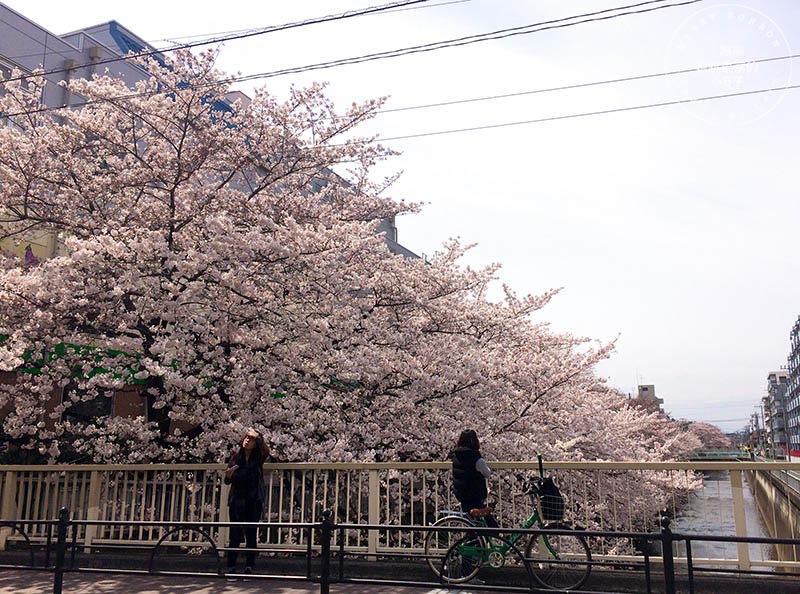 東京賞櫻景點 - 石神井川沿岸綿延櫻花並木,漫步於櫻花隧道中