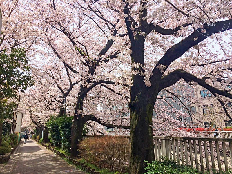 東京賞櫻景點 - 石神井川沿岸綿延櫻花並木,漫步於櫻花隧道中