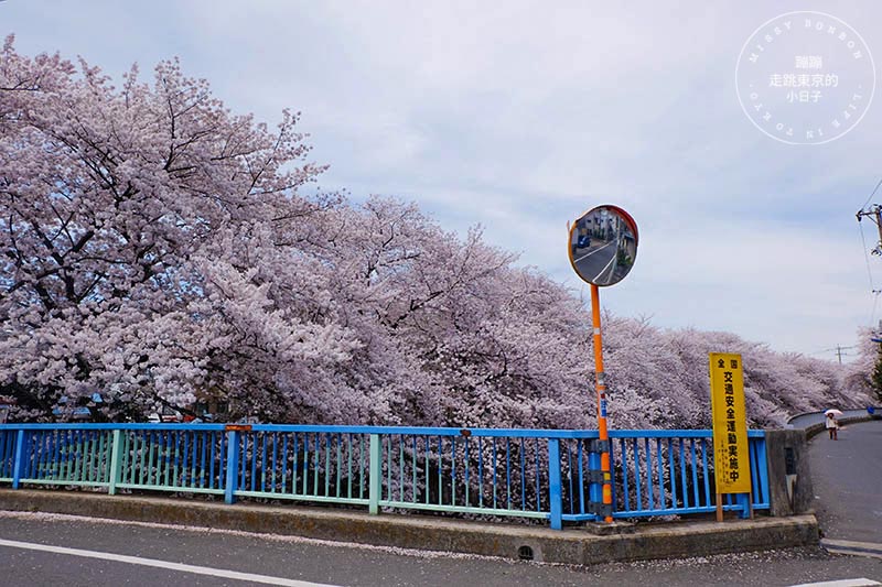 東京賞櫻景點 - 石神井川沿岸綿延櫻花並木,漫步於櫻花隧道中