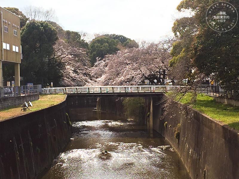 東京賞櫻景點 - 石神井川沿岸綿延櫻花並木,漫步於櫻花隧道中