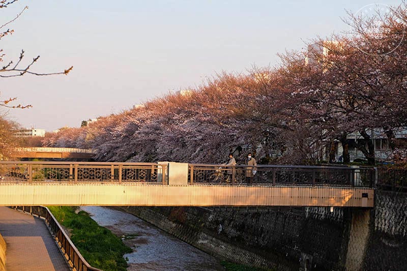 東京賞櫻景點 - 石神井川沿岸綿延櫻花並木,漫步於櫻花隧道中