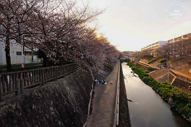 東京賞櫻景點 - 石神井川沿岸綿延櫻花並木,漫步於櫻花隧道中