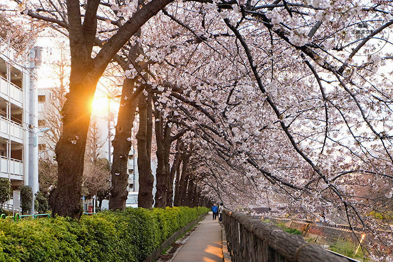 2017 Hikawatai Sakura31 Mb
