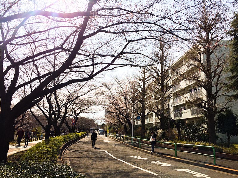 東京賞櫻景點 - 石神井川沿岸綿延櫻花並木,漫步於櫻花隧道中