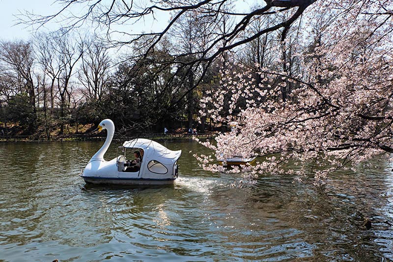 東京賞櫻景點 - 石神井川沿岸綿延櫻花並木,漫步於櫻花隧道中