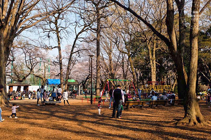 東京賞櫻景點 - 石神井川沿岸綿延櫻花並木,漫步於櫻花隧道中