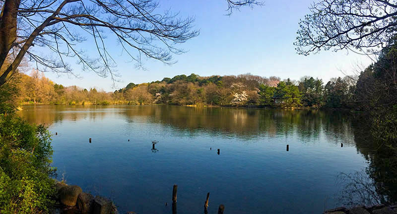 東京賞櫻景點 - 石神井川沿岸綿延櫻花並木,漫步於櫻花隧道中
