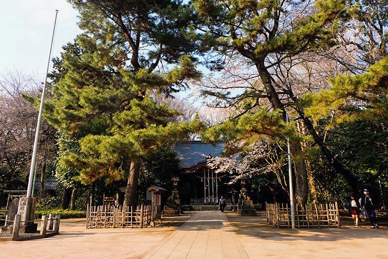 東京賞櫻景點 - 石神井川沿岸綿延櫻花並木,漫步於櫻花隧道中